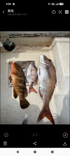 タイの釣果