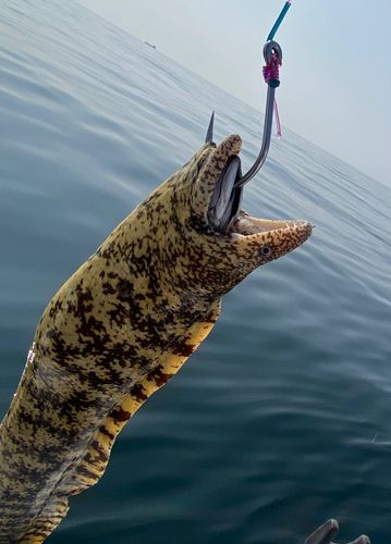 ウツボの釣果
