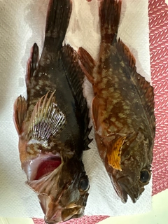 カサゴの釣果