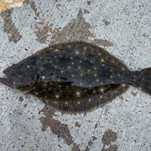 ソゲの釣果