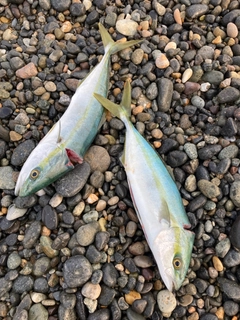 コゾクラの釣果