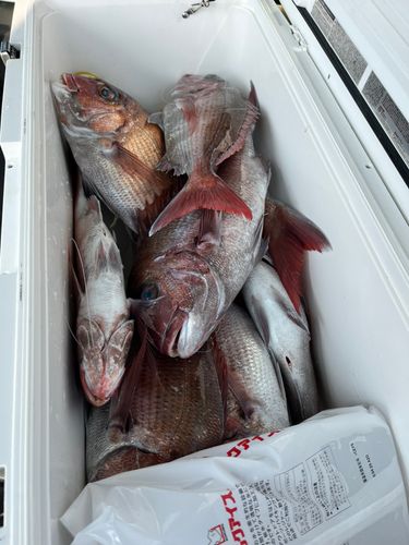 タイの釣果