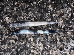 タチウオの釣果