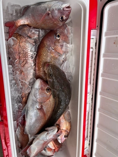 マダイの釣果