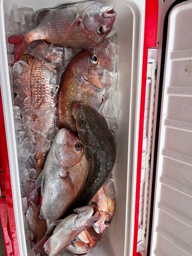 マダイの釣果