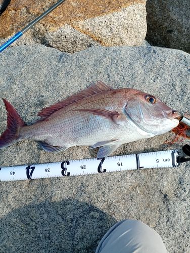 マダイの釣果