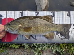 スモールマウスバスの釣果