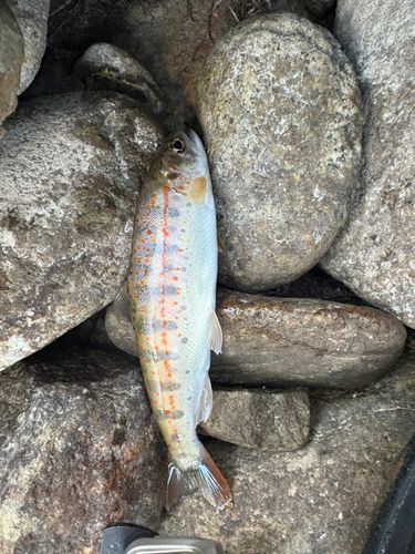 アマゴの釣果
