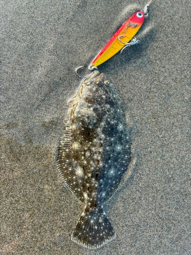 ヒラメの釣果