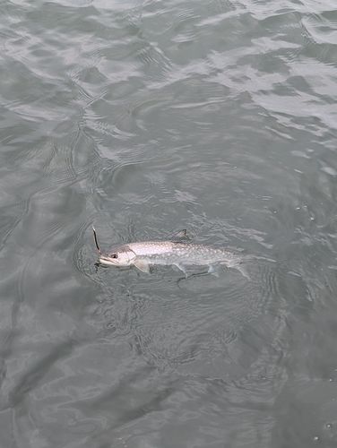 エゾイワナの釣果