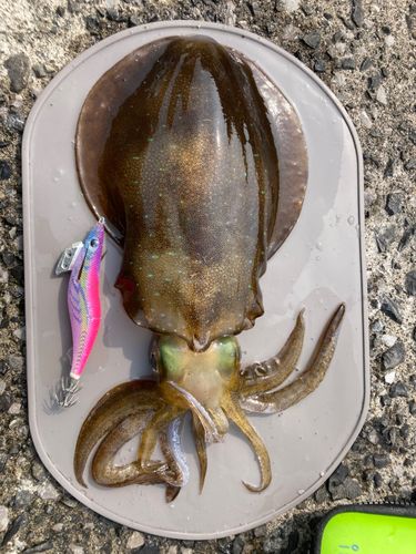 アオリイカの釣果