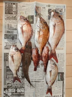 マダイの釣果