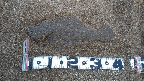 ソゲの釣果