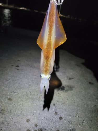 ヤリイカの釣果