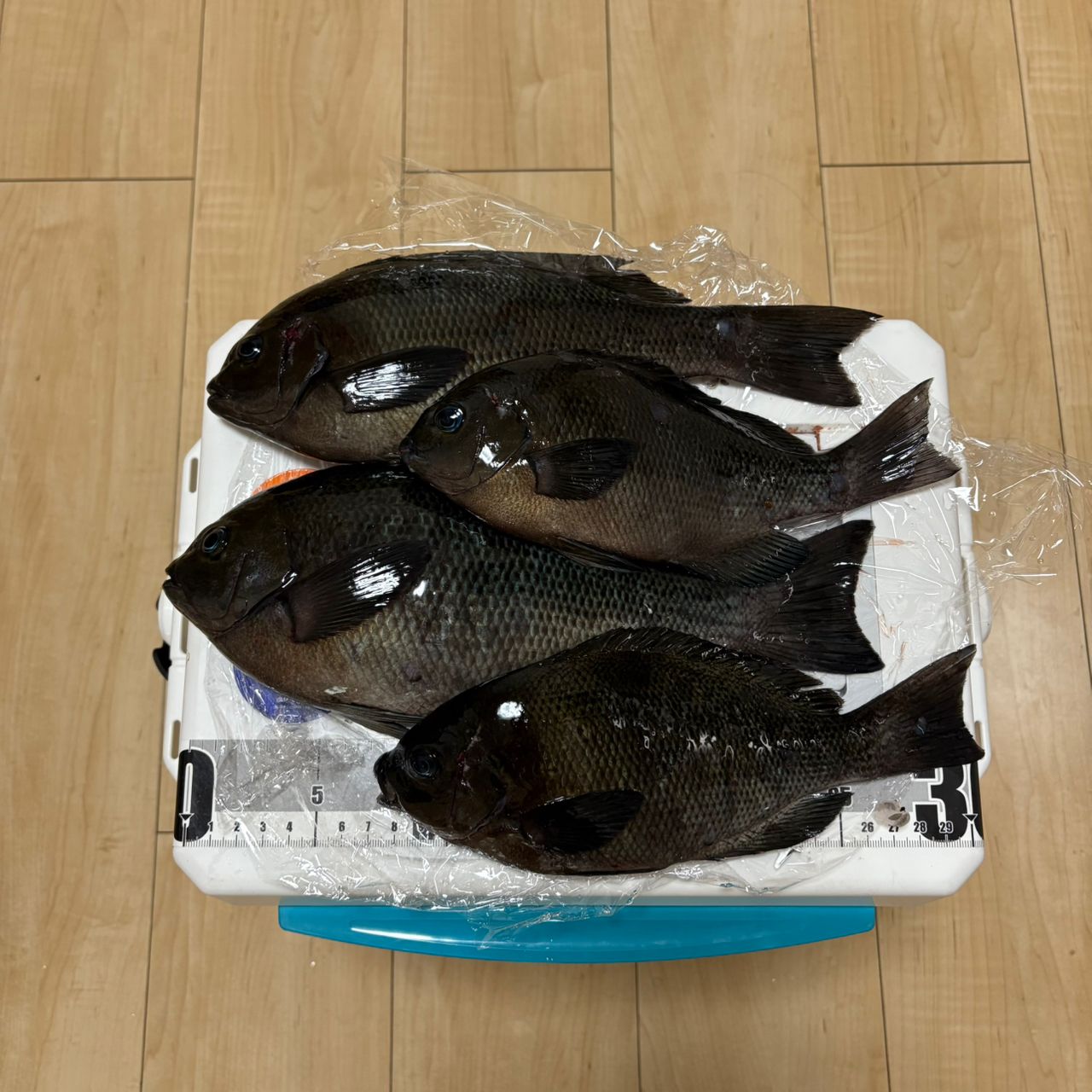 DAIWA 21波濤 1.5-53・Nの最安値・インプレ・釣果 | 本音の口コミが