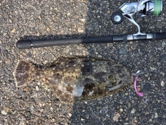 ヒラメの釣果
