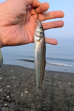 キスの釣果