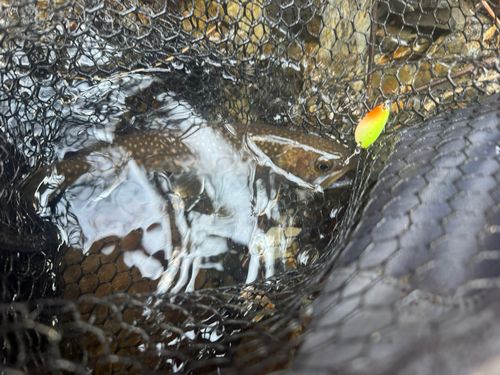 イワナの釣果