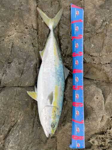 ブリの釣果