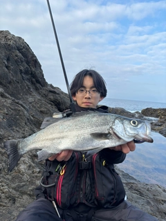 ヒラスズキの釣果