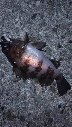 シロメバルの釣果