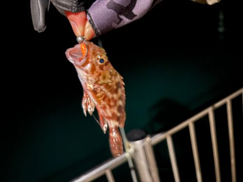 ガシラの釣果