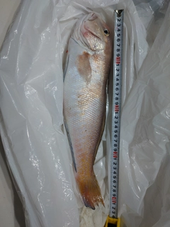 シロアマダイの釣果