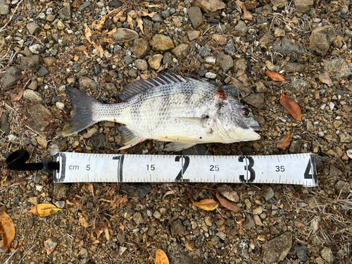 キビレの釣果