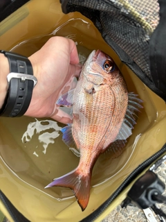 マダイの釣果