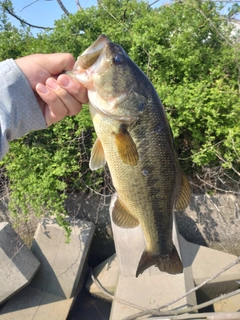 ラージマウスバスの釣果