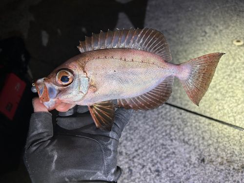 キントキダイの釣果