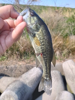 ラージマウスバスの釣果