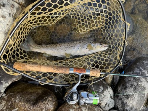 ブラウントラウトの釣果
