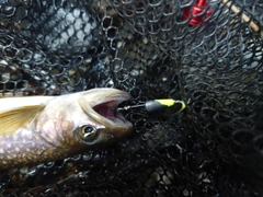 ニッコウイワナの釣果