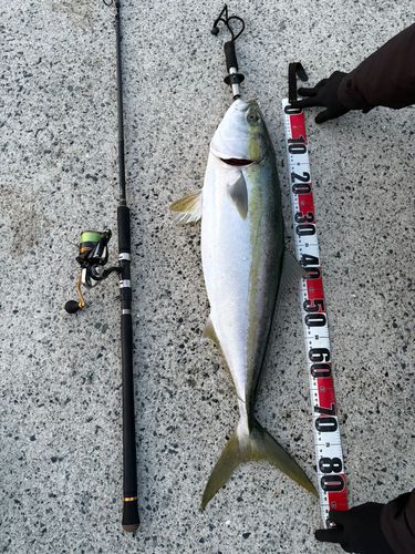 ブリの釣果