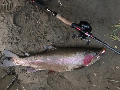 ニジマスの釣果