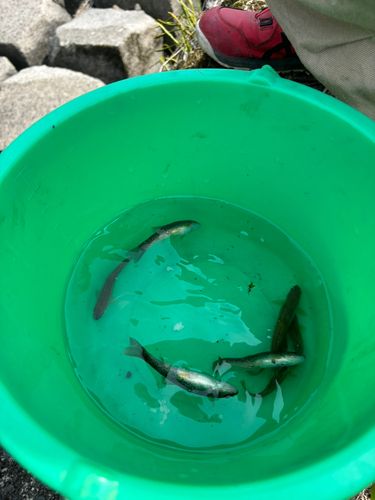 アブラハヤの釣果