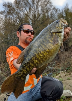 スモールマウスバスの釣果