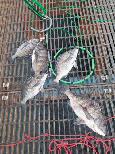 チヌの釣果
