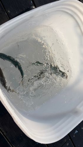 イワシの釣果