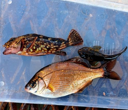 ウミタナゴの釣果