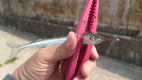 サヨリの釣果