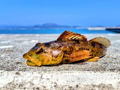 アナハゼの釣果