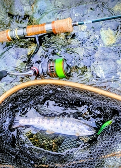 ヤマメの釣果