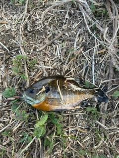 ブルーギルの釣果