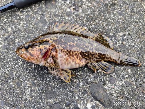 タケノコメバルの釣果