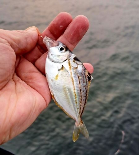 ヒイラギの釣果