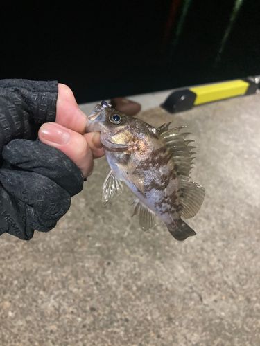 メバルの釣果