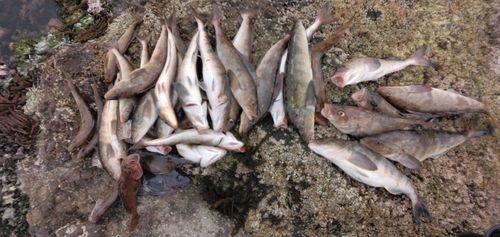 ホッケの釣果