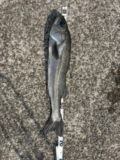 ハネ（マルスズキ）の釣果